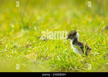 Le nord de sociable Vanellus vanellus petit poussin nouveau-né à la découverte d'une prairie avec des fleurs sur l'arrière-plan dans la saison du printemps. Banque D'Images