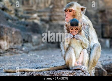 Jeune singe avec maman dans le temple à la portrait de l'appareil photo Banque D'Images