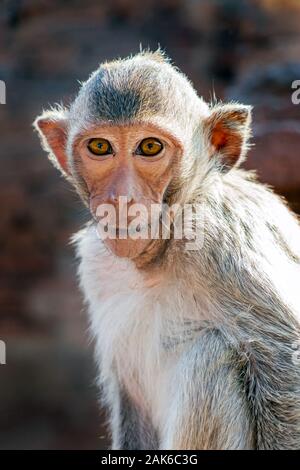 Monkey s'asseoir dans un temple bouddhiste à la recherche à l'appareil photo portrait Banque D'Images