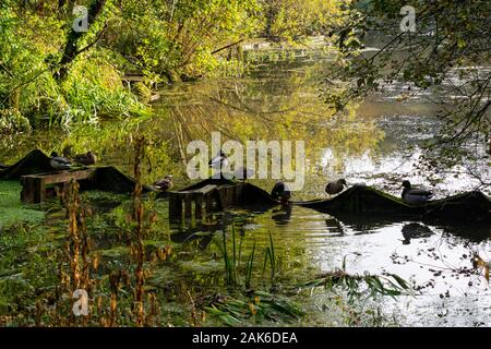 Les canards colverts (Anas platyrhynchos) à Eliburn Reservoir in Livingston, Ecosse Banque D'Images