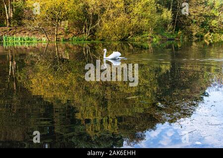 Un cygne muet (Cygnus olor) nageant sur Eliburn Reservoir, Livingston Banque D'Images