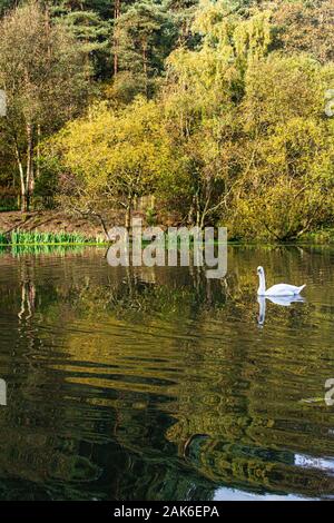 Un cygne muet (Cygnus olor) nageant sur Eliburn Reservoir, Livingston Banque D'Images