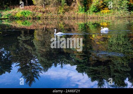 Deux cygnes tuberculés (Cygnus olor) natation sur Eliburn Reservoir, Livingston Banque D'Images