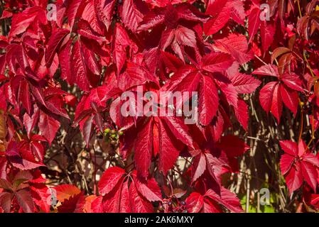 Feuilles rouges de la jeune fille à feuilles 5 Parthenocíssus kinguefolia (raisin) Gros plan sur une journée d'octobre ensoleillée Banque D'Images