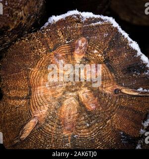 Tronc d'arbre scié avec l'âge d'anneaux à Abernethy forest en Ecosse. Banque D'Images