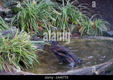 Les animaux, la faune et les paysages au zoo de Francfort am Main Allemagne Banque D'Images