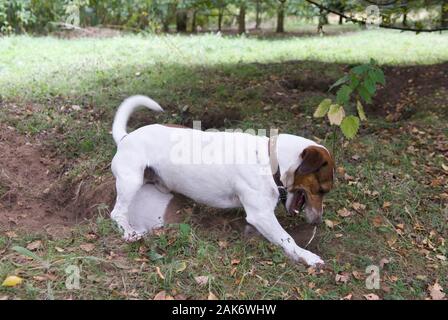 Jack Russell Terrier les chiens de creuser un trou de lapin. Brendan et abricot la mère et le fils. Ripley 2009 Surrey commun. HOMER SYKES Banque D'Images