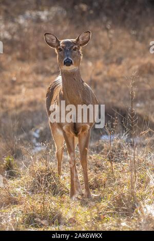 Un écran rétro-éclairé alors que le cerf de Virginie (Odocoileus virginianus) doe se tient dans un pré en hiver. Banque D'Images