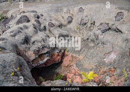 Premiers signes de nouvelle vie fraîche en pleine croissance dans un ancien champ de lave Big Island Hawaii USA Banque D'Images