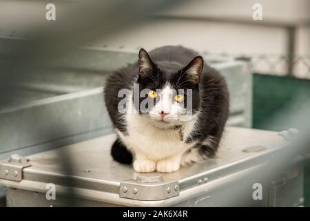 Un jeune noir et blanc couleur cat sitting Banque D'Images