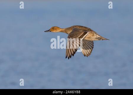 Femelle sauvage du Royaume-Uni Canard à queue d'épingle du Nord (Anas acuta) isolé en vol à mi-air, au-dessus de l'eau, volant laissé sous le soleil d'automne. Banque D'Images