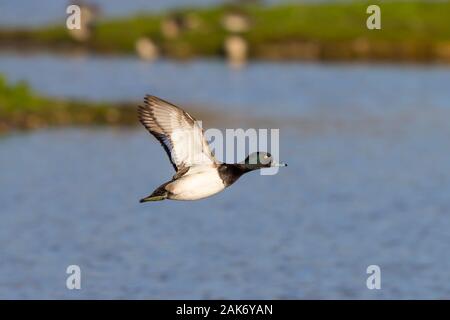 Close up of UK mâles sauvages fuligule morillon (Aythya fuligula) isolés en plein vol vol d'automne. Drake touffetée battant au-dessus de l'eau libre à la réserve des zones humides au soleil. Banque D'Images