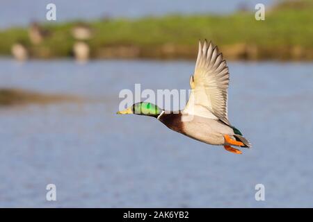 Le vallard sauvage du Royaume-Uni drake (Anas platyrhynchos) isolé en vol à mi-air. Canard colvert volant au-dessus de l'eau au soleil d'automne, réserve de terres humides. Banque D'Images