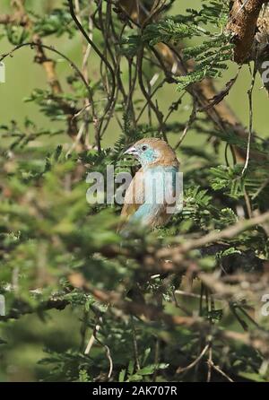 Red-cheeked cordon-bleu (Ureaginthus bengalus bengalus) femelle adulte perché dans le parc national du lac Mburo, novembre Ouganda Banque D'Images