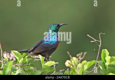 Red-chested Sunbird (Chalcomitra erythrocercus) mâle adulte, perché sur bush Parc national Queen Elizabeth, l'Ouganda Novembre Banque D'Images