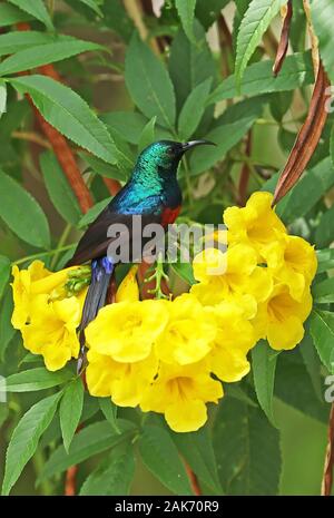 Red-chested Sunbird (Chalcomitra erythrocercus) mâle adulte, perché sur flower Parc national Queen Elizabeth, l'Ouganda Novembre Banque D'Images