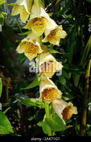 Digitalis lutea digitale jaune (petit) est originaire d'Europe et d'Afrique qui se produisent dans des régions boisées et des promenades en forêt. Banque D'Images