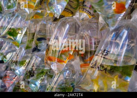 Poisson d'or dans le sac en plastique sur le marché du pet - Banque D'Images