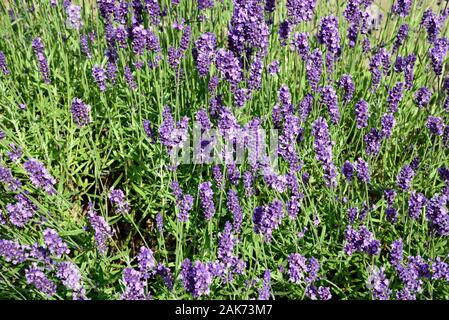 L'usine de lavande en pleine floraison au cours de l'été, UK Banque D'Images