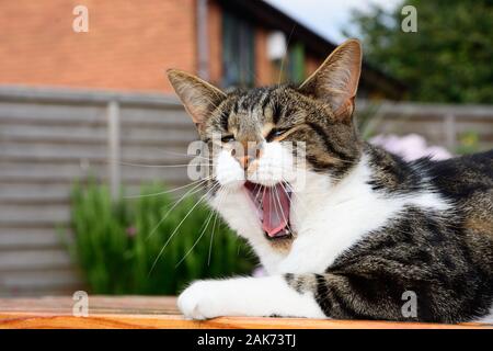 Un chat tabby aux cheveux courts tout en baillant assis sur un banc de pique-nique dans un jardin anglais. Banque D'Images