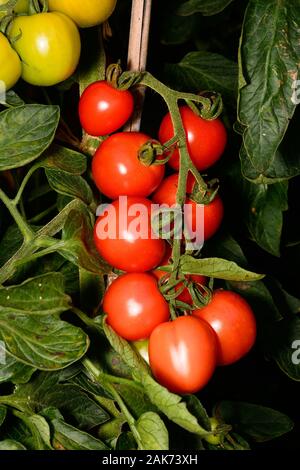 Le Mountain Magic variété de tomates mûrir sur la vigne, UK Banque D'Images