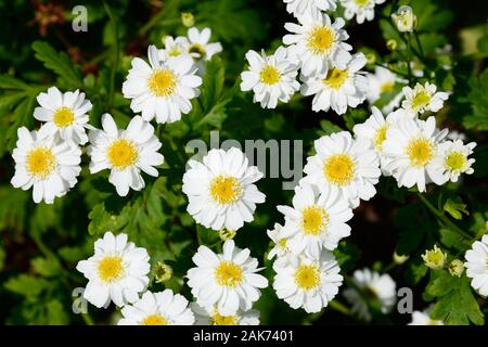 Chrysanthemum parthenium des fleurs dans un jardin anglais, UK Banque D'Images