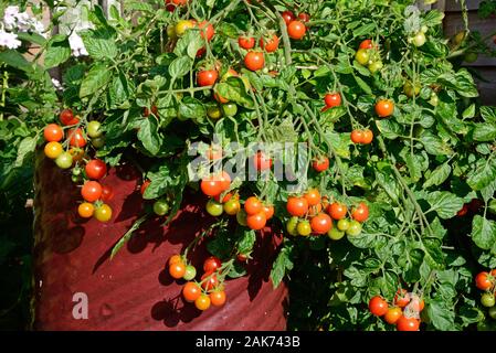 Losetto variété de mûrissement des tomates sur la vigne, UK Banque D'Images