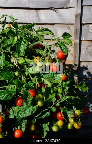 Losetto variété de mûrissement des tomates sur la vigne, UK Banque D'Images