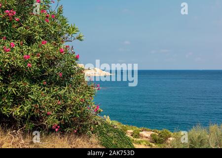 Nerium oleander fleurs avec vue sur la mer et Sliema en arrière-plan Banque D'Images