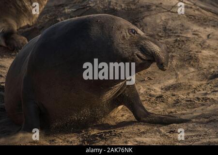 Un mâle léphant (Mirounga angustirostris), du nord de la Californie jusqu'à Ano Nuevo State Park. Banque D'Images