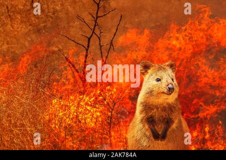 À propos de la composition de la faune australienne dans la brousse d'Australie en 2020. Quokka avec le feu sur l'arrière-plan. Janvier 2020 incendie affectant l'Australie est Banque D'Images