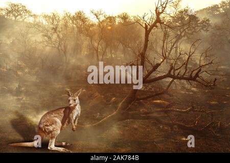 À propos de la composition de la faune australienne dans la brousse d'Australie en 2020. Kangourou avec le feu sur l'arrière-plan. Janvier 2020 incendie affectant l'Australie est Banque D'Images