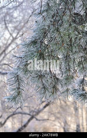 Blanc de la neige et le givre sur les branches d'arbre de pin close up sur fond de forêt d'hiver ensoleillé brouillée. Les aiguilles de conifère vert rime avec couverts Banque D'Images