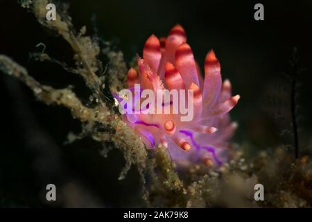 Coryphellina rubrolineata nudibranche. Sous-marines macro photographie d'Anilao, Philippines Banque D'Images