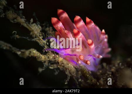 Coryphellina rubrolineata nudibranche. Sous-marines macro photographie d'Anilao, Philippines Banque D'Images