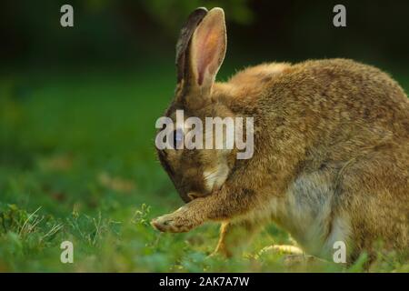 Lapin sauvage train de nettoyer et sa fourrure Banque D'Images