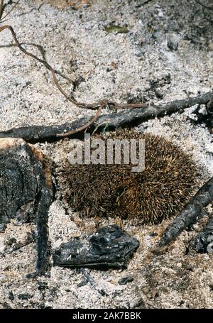 Hedgehog (Erinaceus europaeus). Il a été recourbé parmi les cendres d'un feu de jardin. Les feux de camp non éclairés peuvent être attrayants comme couverture pour l'hibernation. Attention. Banque D'Images