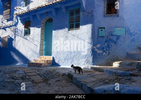 Un chat solitaire dans la rue éclipsée et un bâtiment magnifiquement ensoleillé dans la médina de Chefchaouen (également connu sous le nom de Chaouen), Maroc Banque D'Images