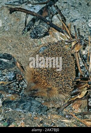 Hérisson Erinaceus europaeus. Parmi les cendres d'un feu de jardin. Banque D'Images