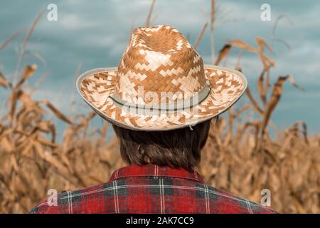 Vue arrière du cultivateur de maïs avec chapeau de paille et chemise à carreaux à la plus fièrement son maïs mûr avant la récolte Banque D'Images