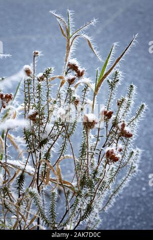 Givre sur Heather à Abernethy forest en Ecosse. Banque D'Images