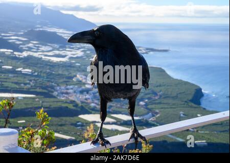 Smart Black Canary Crow Raven ou oiseau, pas peur des gens, assis sur point de vue sur l'île de La Palma, îles Canaries, Espagne Banque D'Images