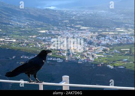 Smart Black Canary Crow Raven ou oiseau, pas peur des gens, assis sur point de vue sur l'île de La Palma, îles Canaries, Espagne Banque D'Images