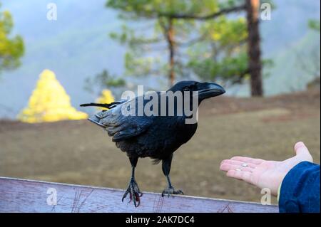 Smart Black Canary bird, Raven Crow ou manger de l'homme main sur banc en forêt Caldera de Taburiente, l'île de La Palma, îles Canaries, Espagne Banque D'Images