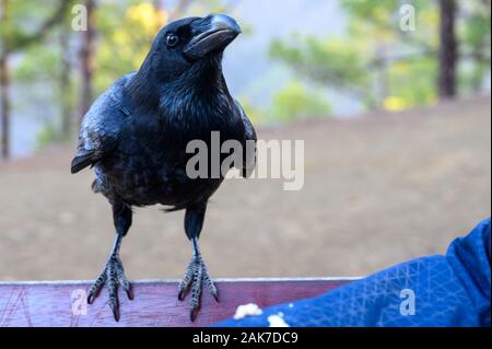 Smart Black Canary Crow Raven ou oiseau, pas peur des gens, sur banc en forêt Caldera de Taburiente, l'île de La Palma, îles Canaries, Espagne Banque D'Images