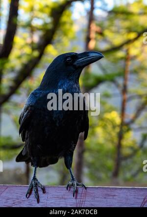 Smart Black Canary Crow Raven ou oiseau, pas peur des gens, sur banc en forêt Caldera de Taburiente, l'île de La Palma, îles Canaries, Espagne Banque D'Images