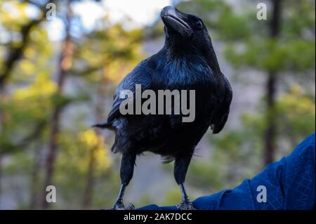 Smart Black Canary Crow Raven ou oiseau, pas peur des gens, sur banc en forêt Caldera de Taburiente, l'île de La Palma, îles Canaries, Espagne Banque D'Images