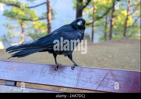 Smart Black Canary Crow Raven ou oiseau, pas peur des gens, sur banc en forêt Caldera de Taburiente, l'île de La Palma, îles Canaries, Espagne Banque D'Images