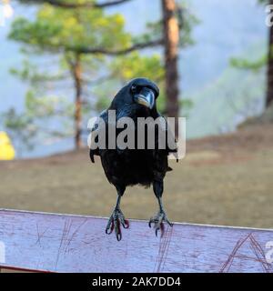 Smart Black Canary Crow Raven ou oiseau, pas peur des gens, sur banc en forêt Caldera de Taburiente, l'île de La Palma, îles Canaries, Espagne Banque D'Images