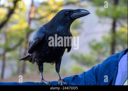 Smart Black Canary Crow Raven ou oiseau, pas peur des gens, sur banc en forêt Caldera de Taburiente, l'île de La Palma, îles Canaries, Espagne Banque D'Images